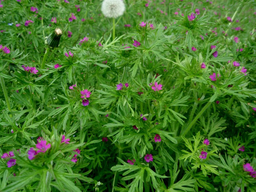 Geranium dissectum